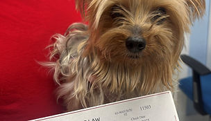 LL Law Firm Celebrates National Pet Day with Donation to PAWS4you Rescue 